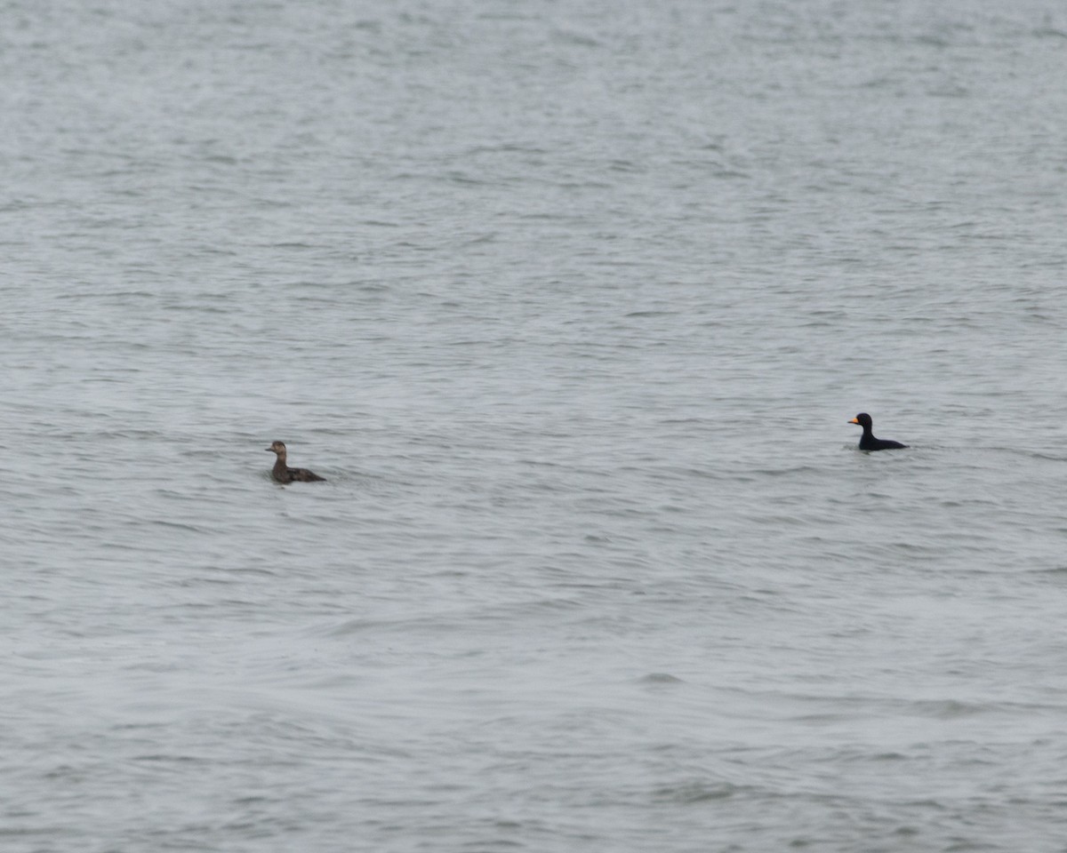 Black Scoter - ML646583989