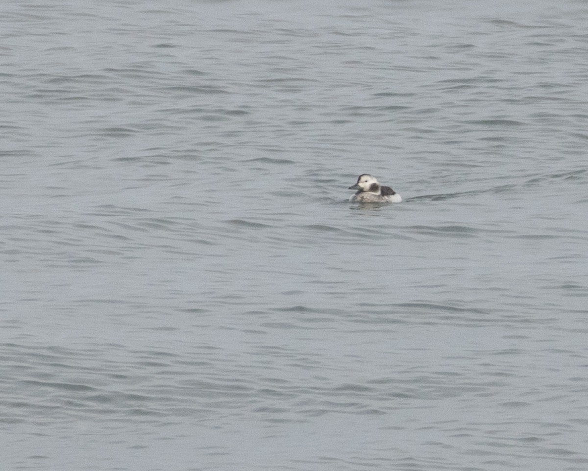 Long-tailed Duck - ML646583990