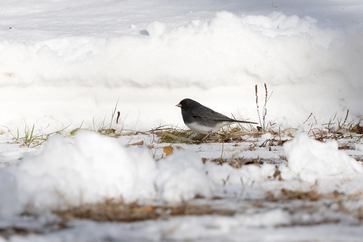 Dark-eyed Junco - ML646583992