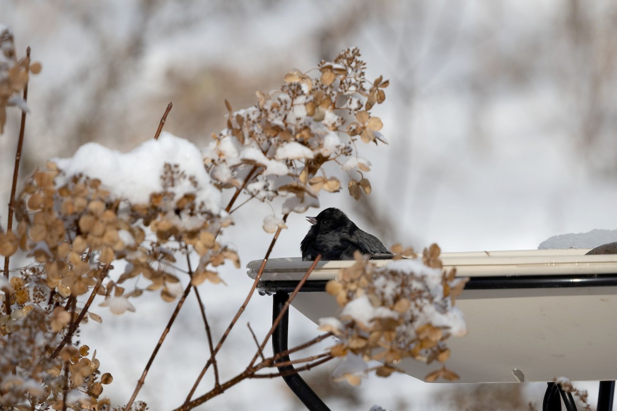 Dark-eyed Junco - ML646583993