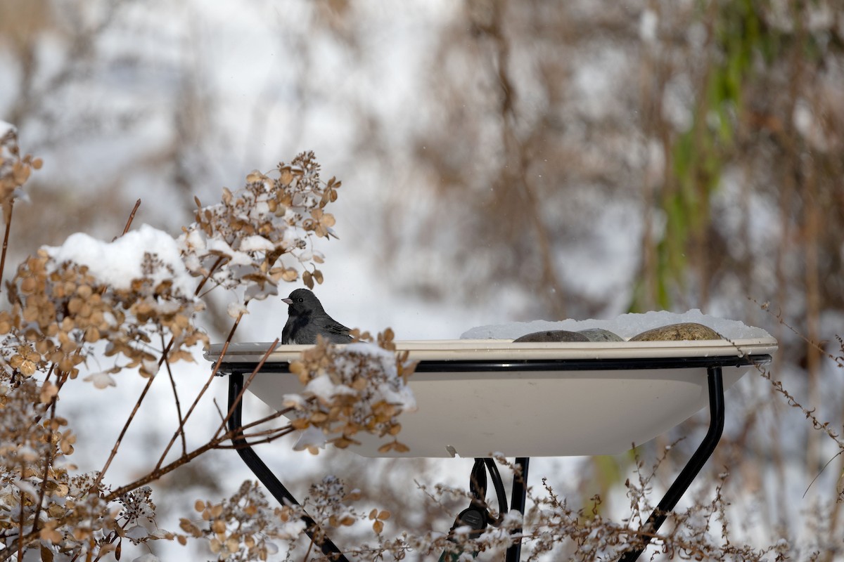 Dark-eyed Junco - ML646583994