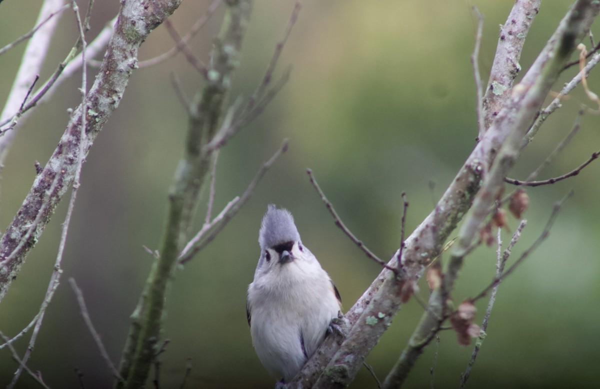 Tufted Titmouse - ML646583996