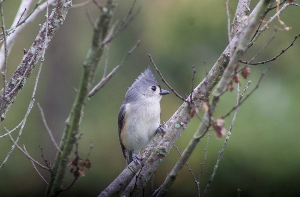 Tufted Titmouse - ML646583997