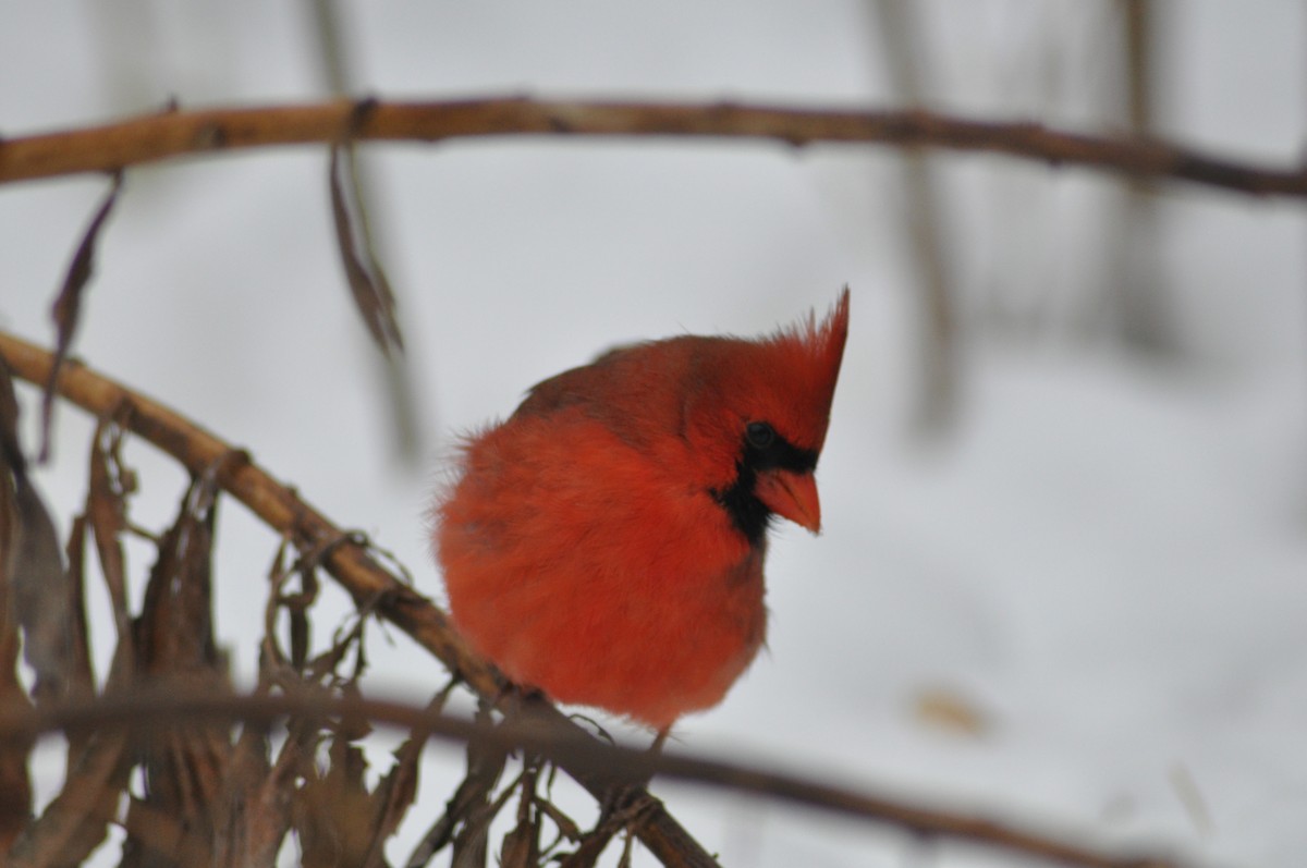 Northern Cardinal - ML646583998