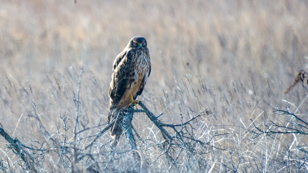Northern Harrier - ML646583999