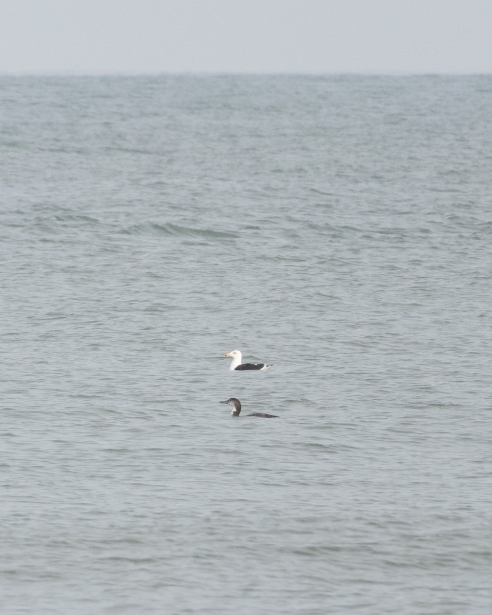 Common Loon - ML646584000