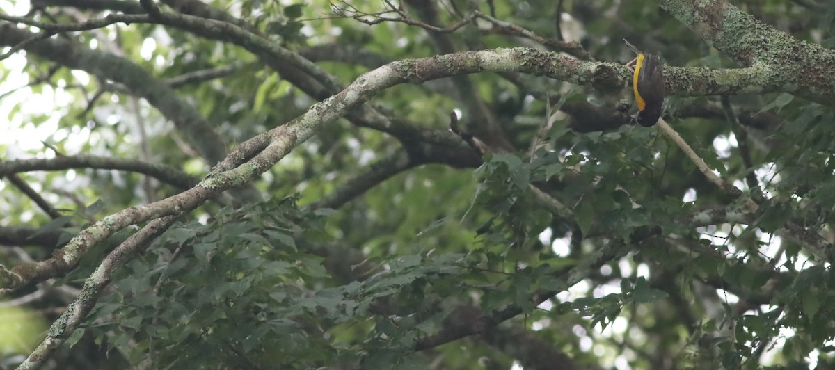 Dark-backed Weaver - ML646584002