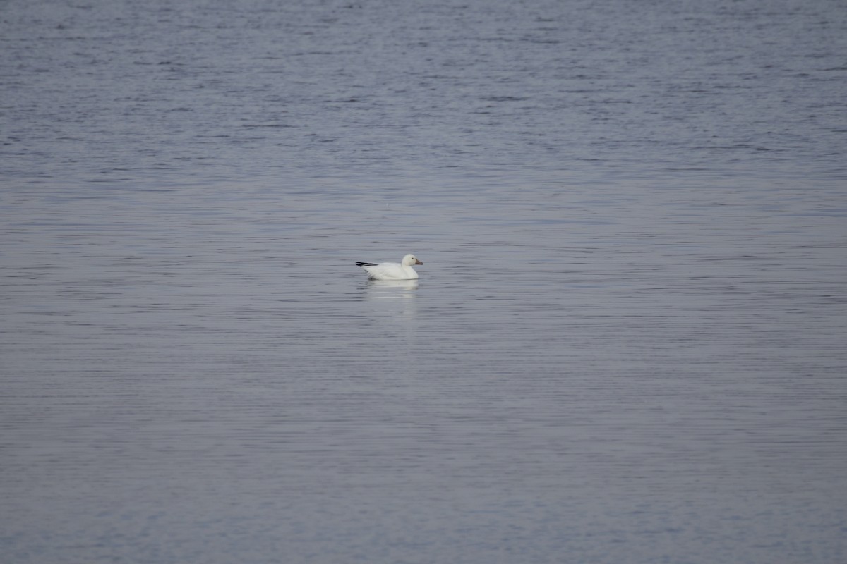 Ross's Goose - ML646584003