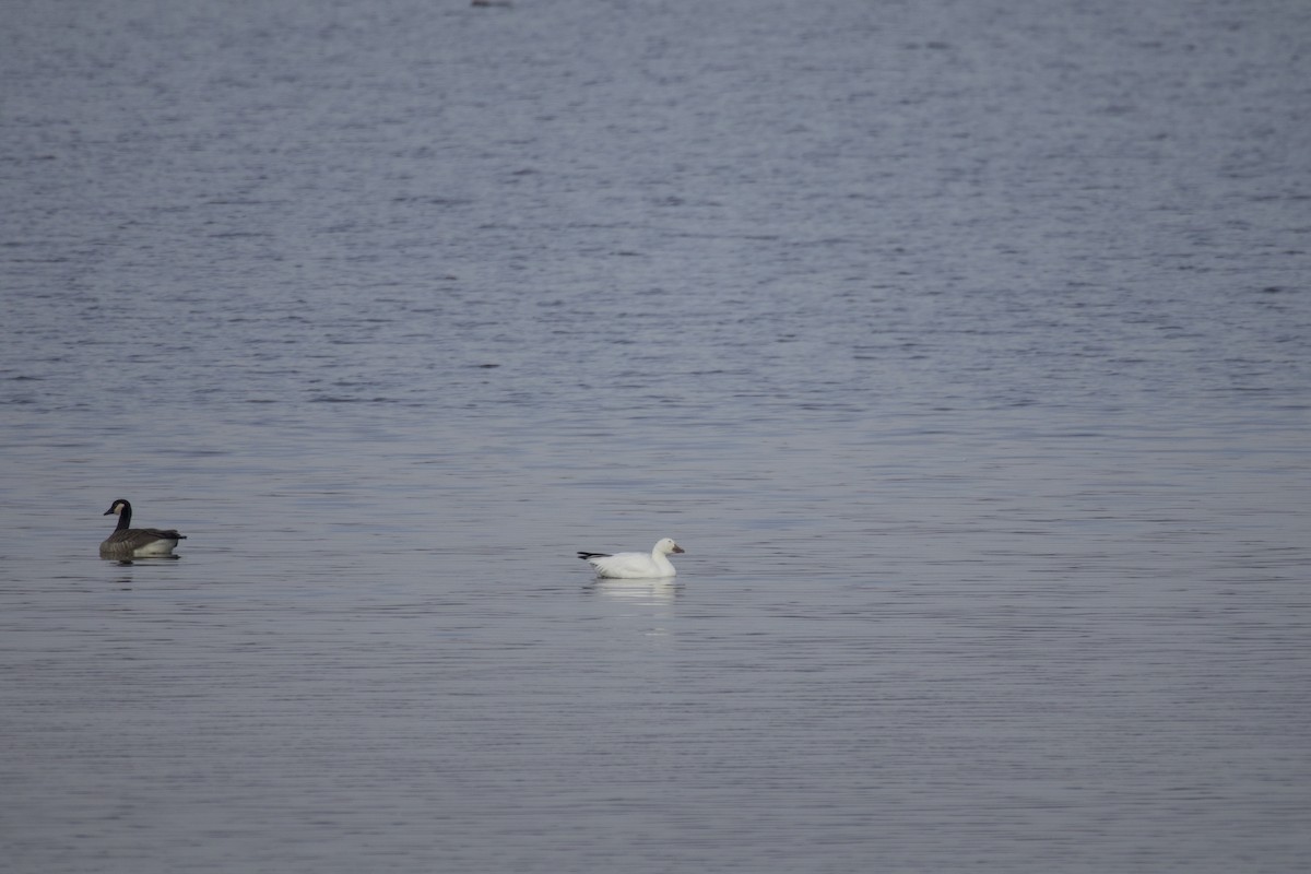 Ross's Goose - ML646584004