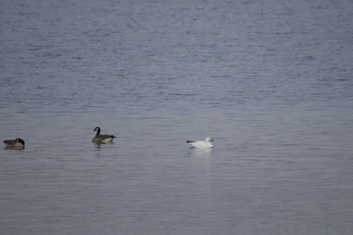 Ross's Goose - ML646584005