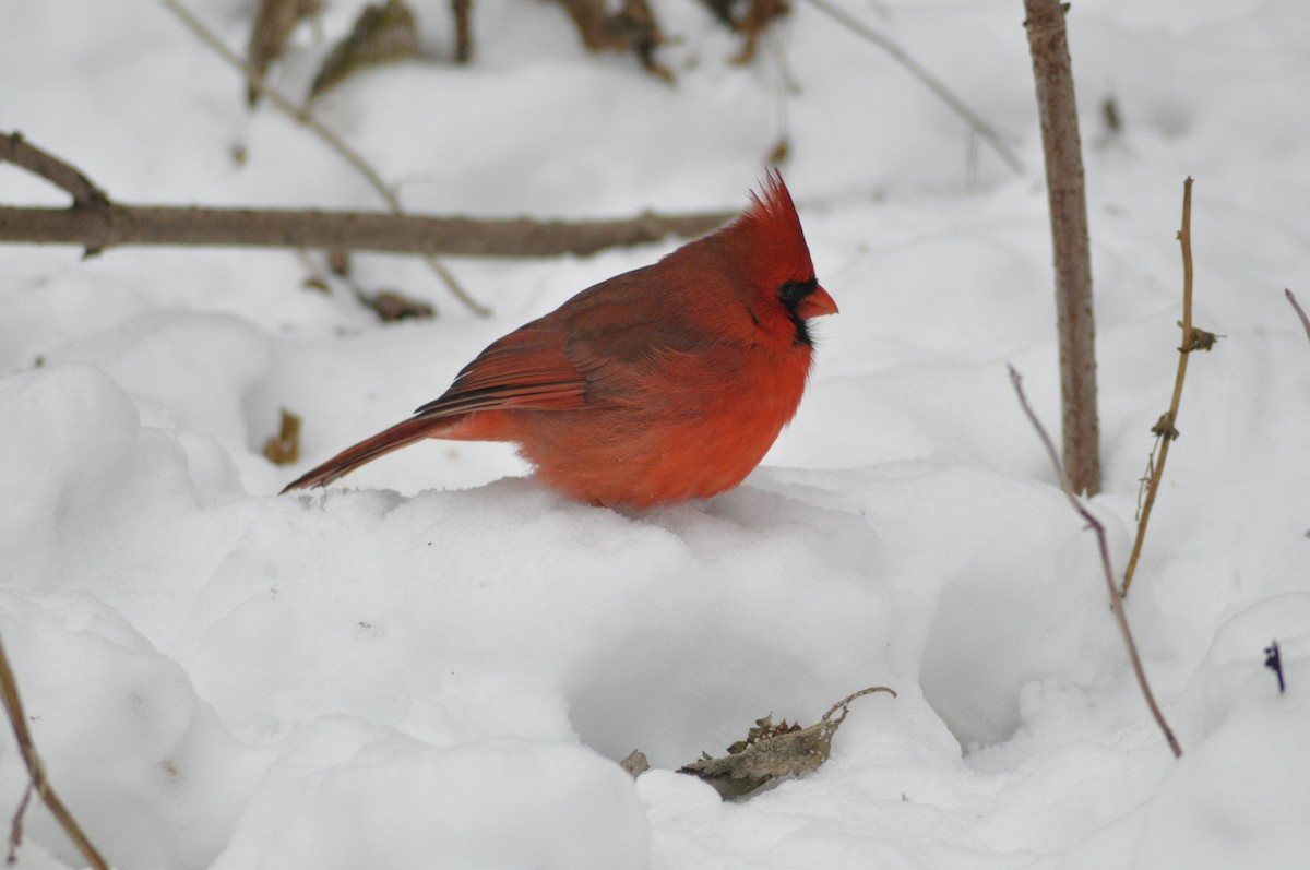Northern Cardinal - ML646584006