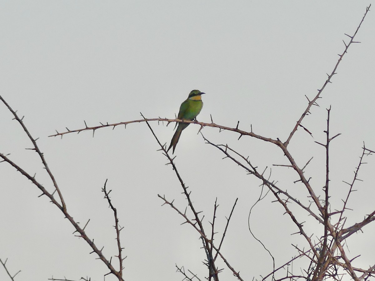 Swallow-tailed Bee-eater - ML646584007