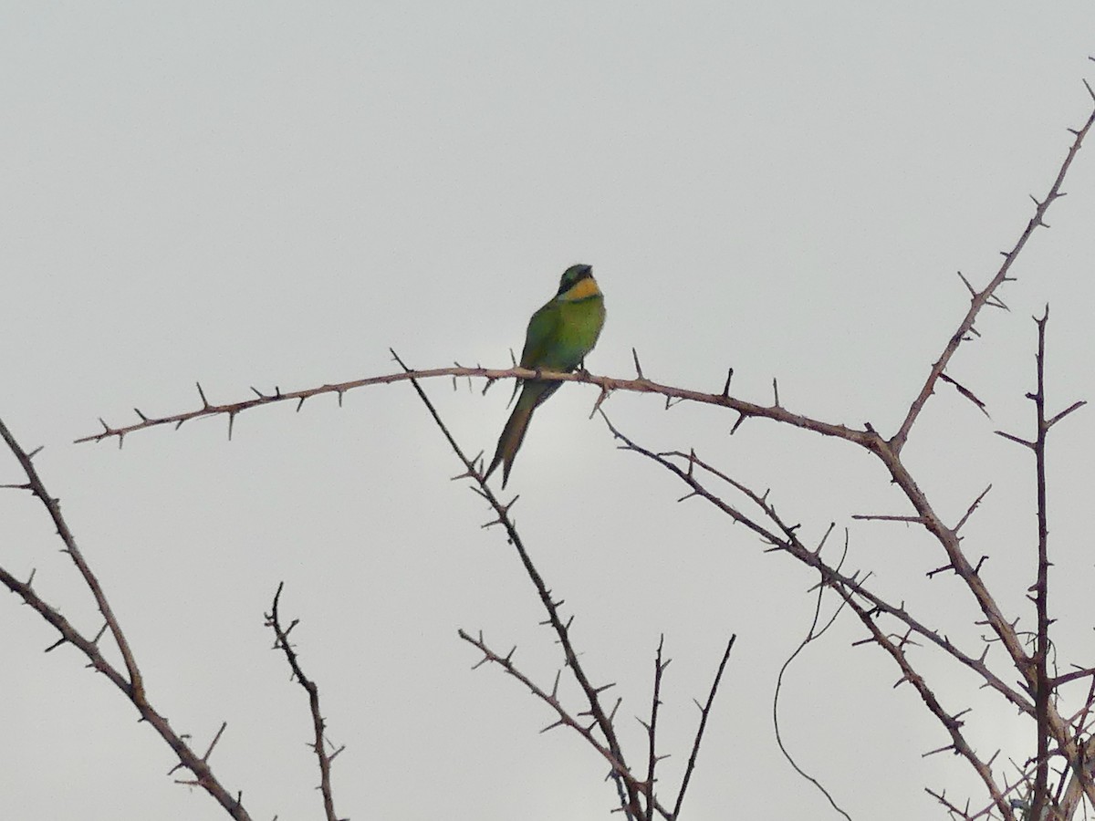 Swallow-tailed Bee-eater - ML646584008