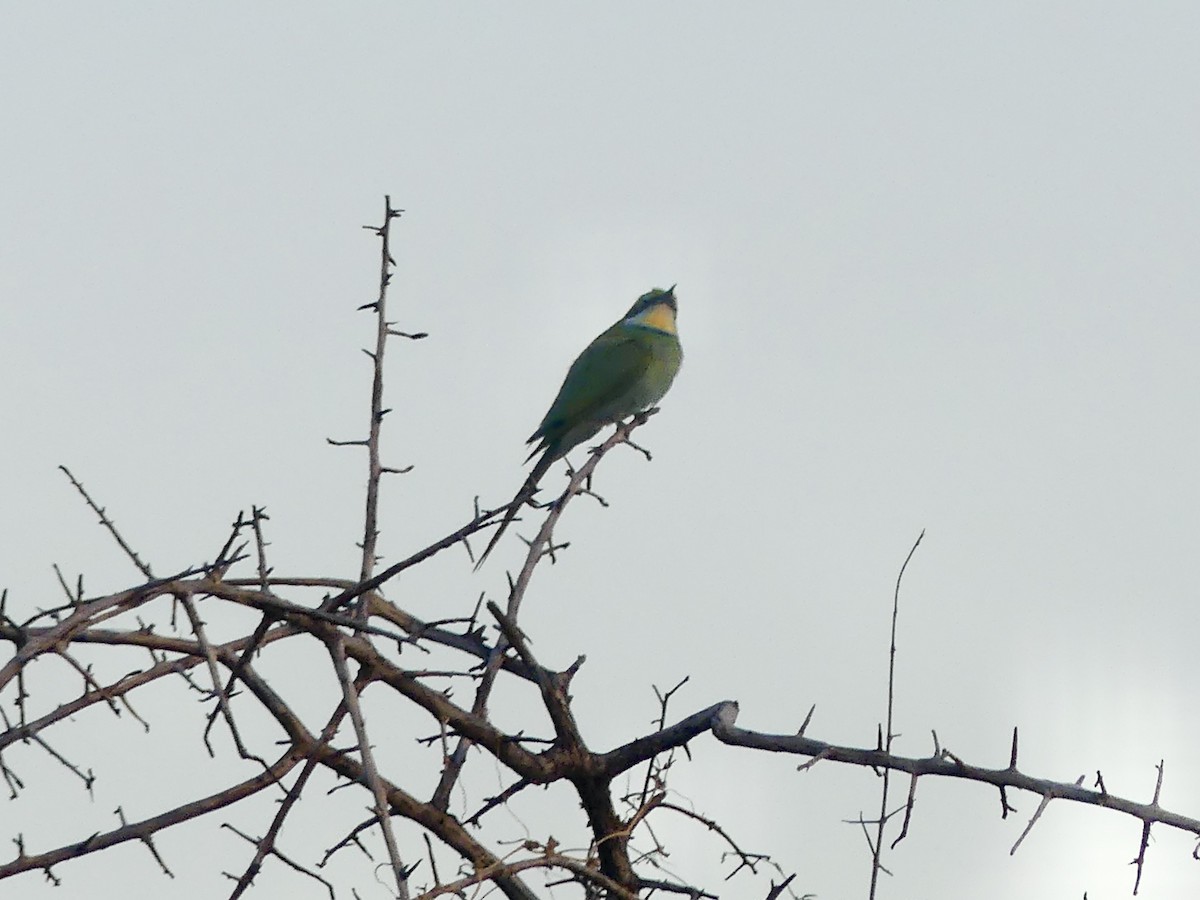Swallow-tailed Bee-eater - ML646584009