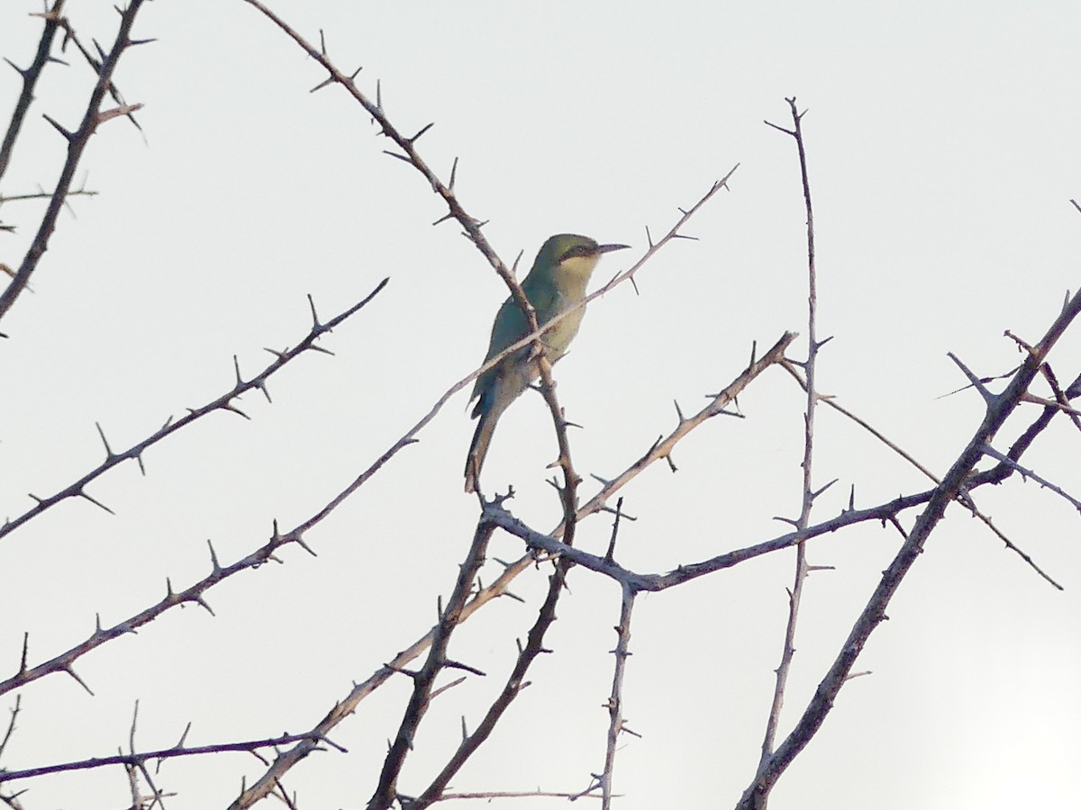 Swallow-tailed Bee-eater - ML646584010