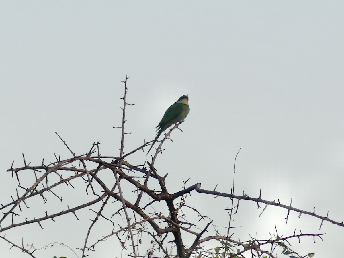 Swallow-tailed Bee-eater - ML646584011
