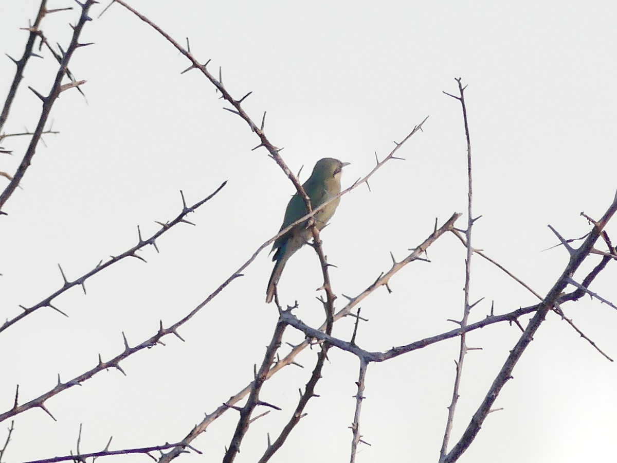 Swallow-tailed Bee-eater - ML646584012