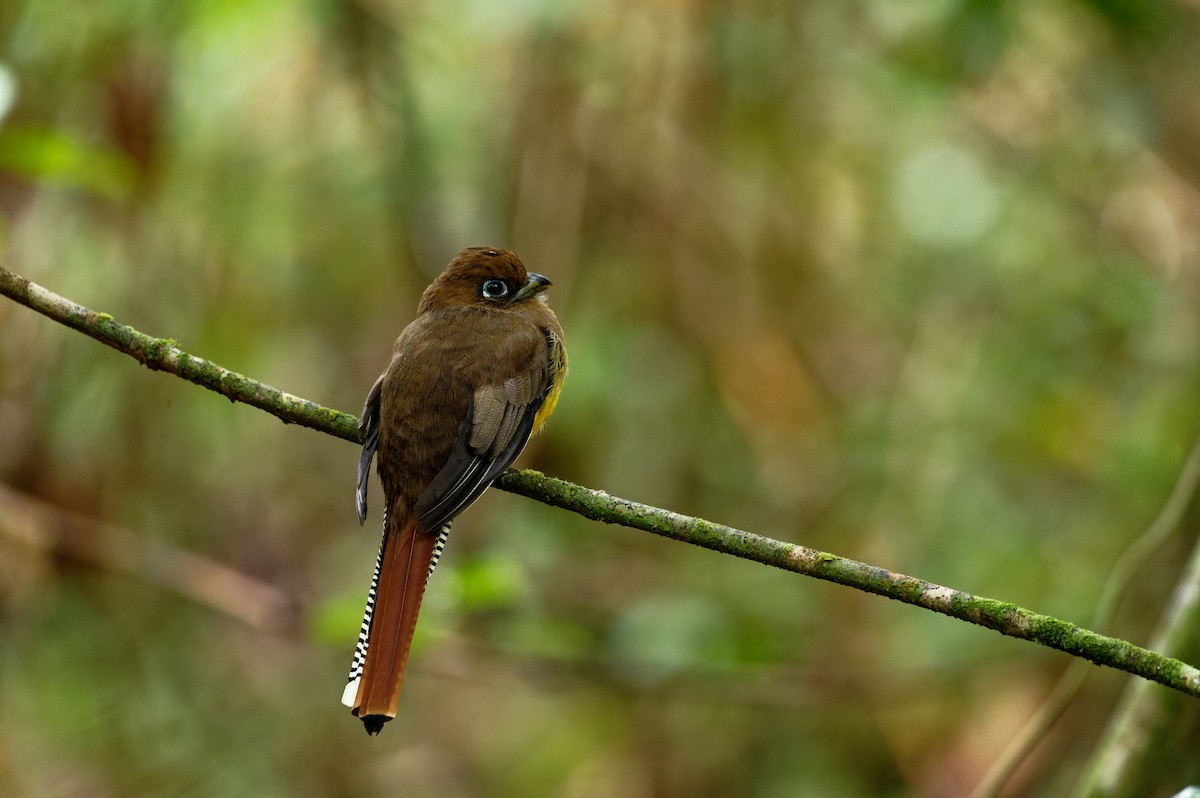 Graceful Black-throated Trogon - ML646584014