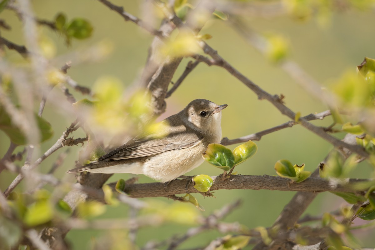 Garden Warbler - ML646584015
