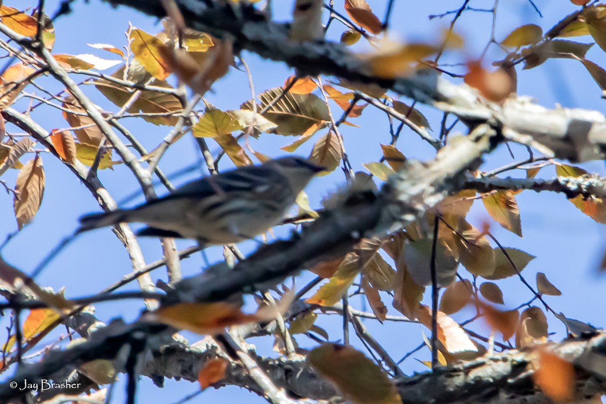 lesňáček žlutoskvrnný (ssp. coronata) - ML646584018