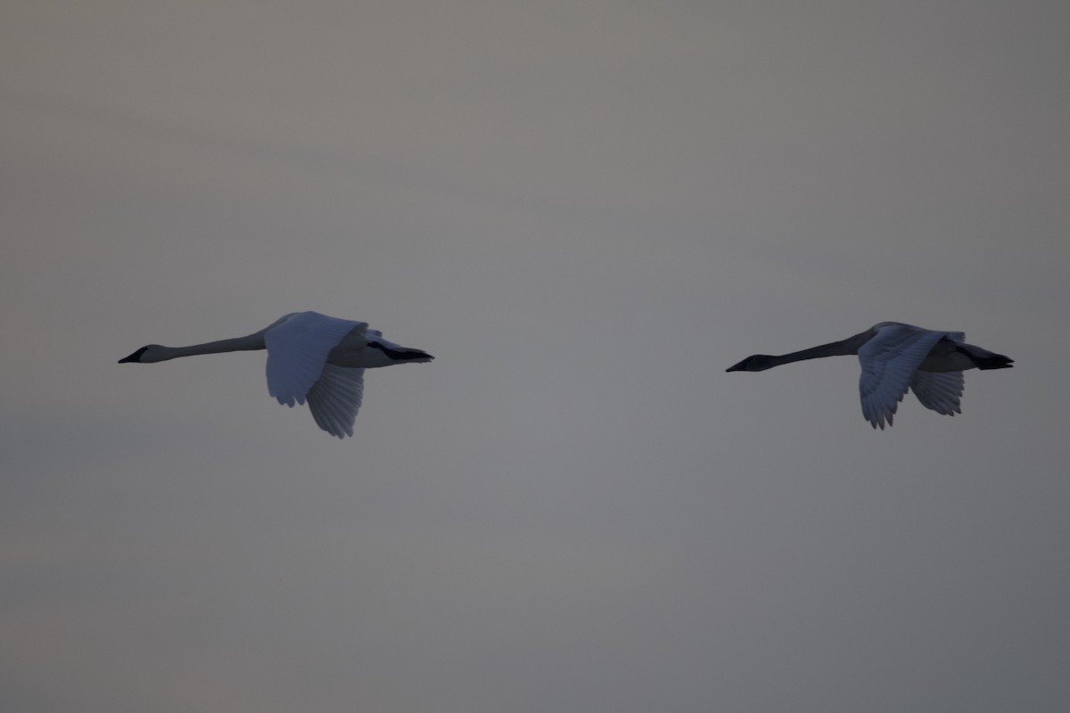 Trumpeter Swan - ML646584019