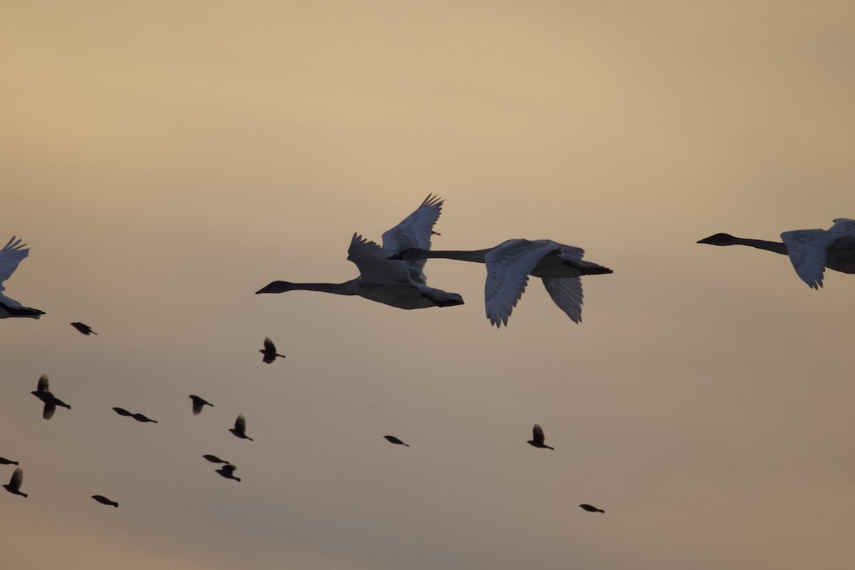 Trumpeter Swan - ML646584020