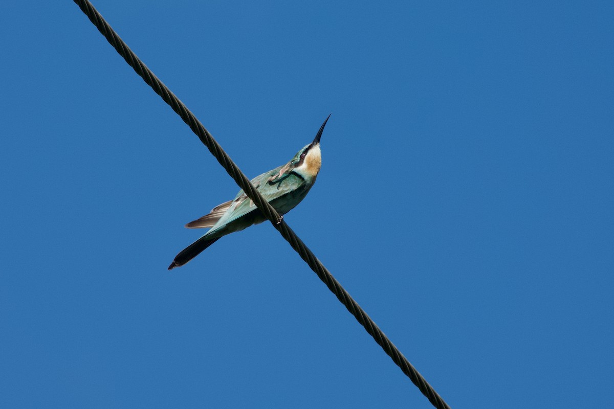 Blue-cheeked Bee-eater - ML646584021