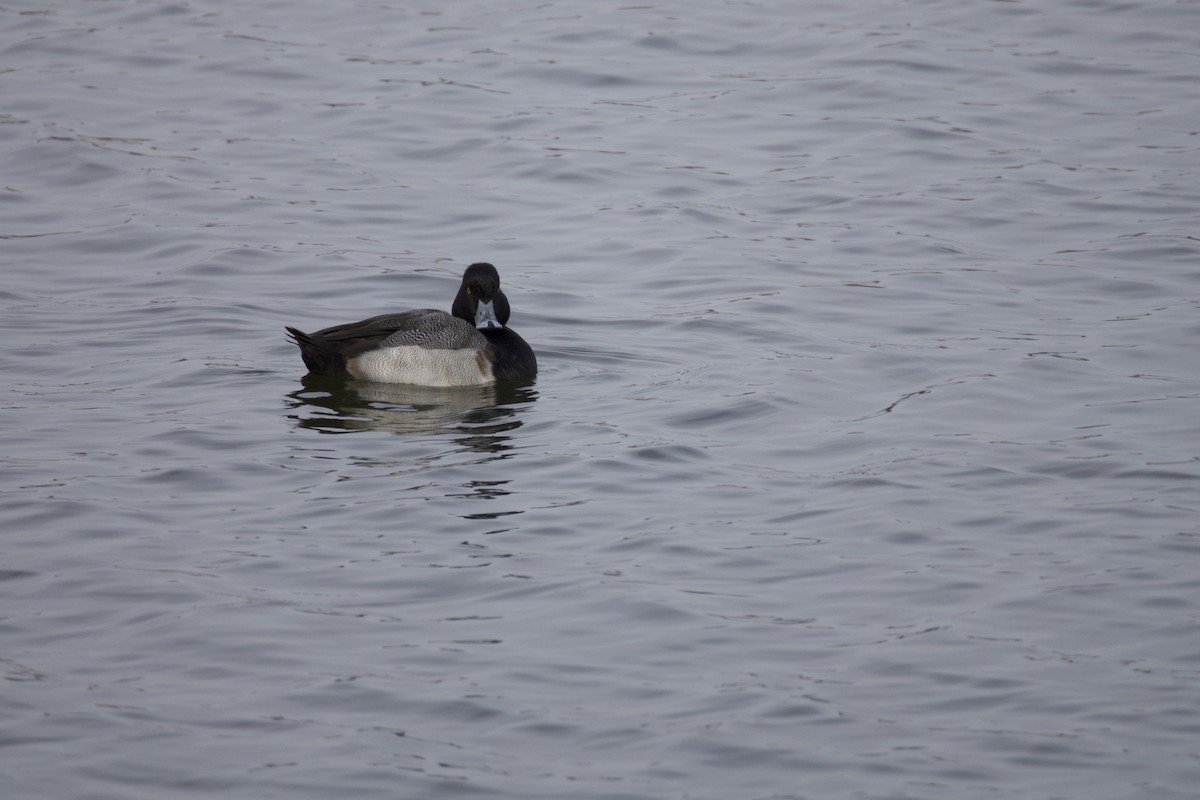 Lesser Scaup - ML646584026