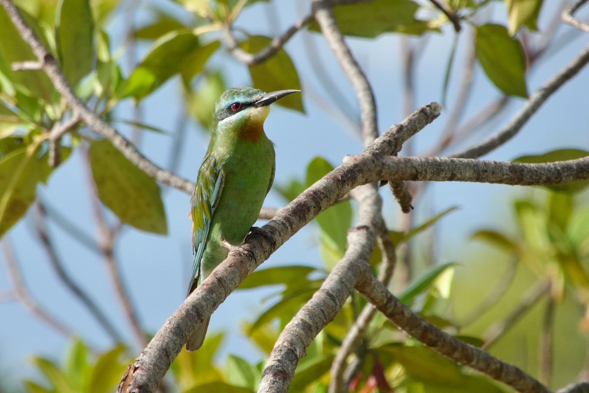 Blue-cheeked Bee-eater - ML646584027