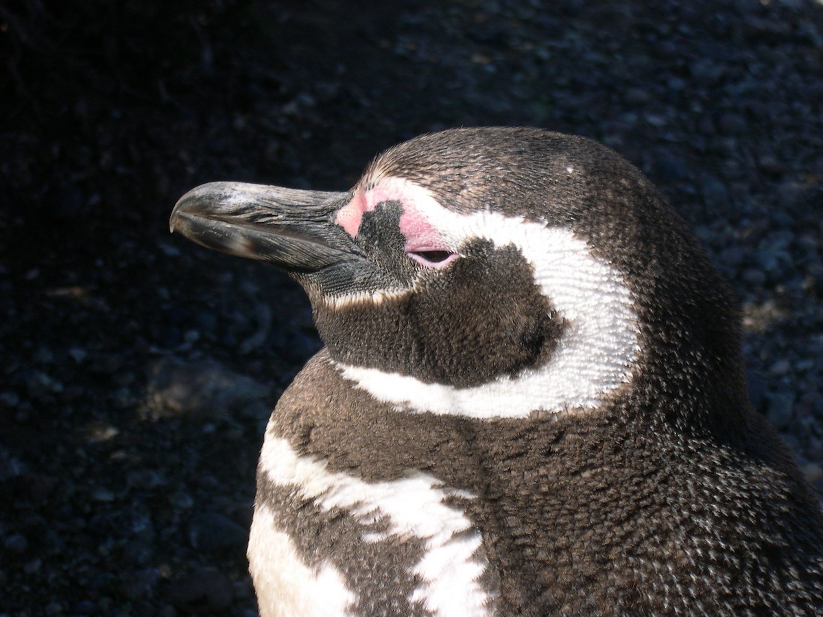 Magellanpinguin - ML646584028