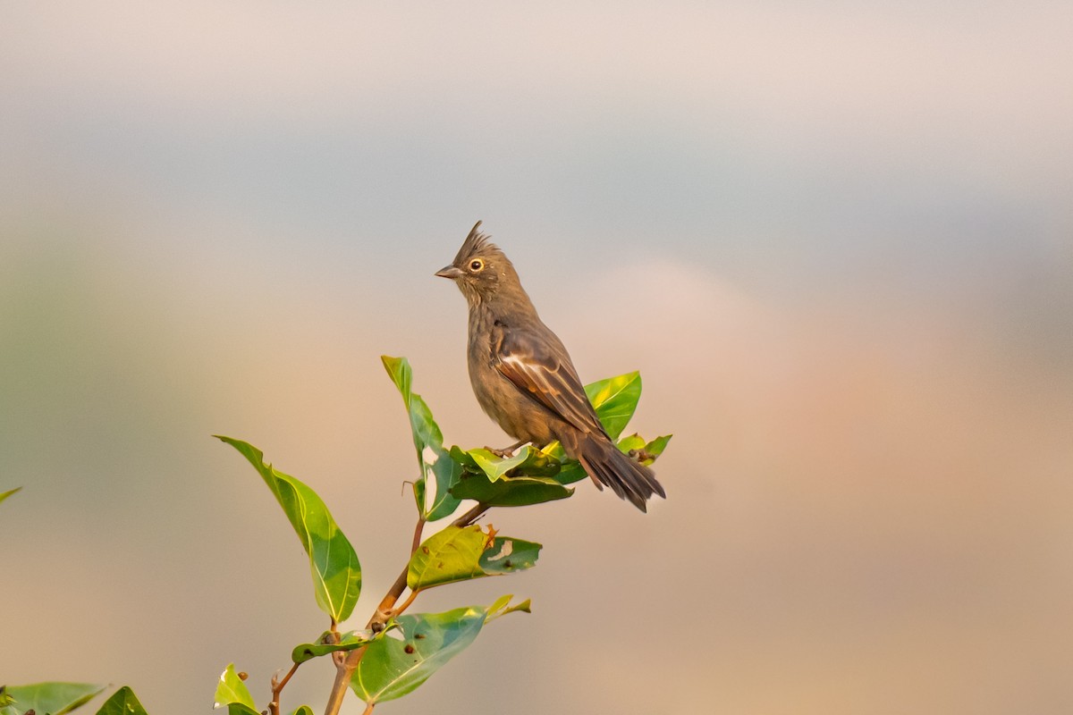 Crested Bunting - ML646584029