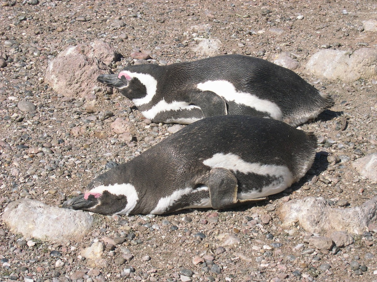 Magellanpinguin - ML646584030