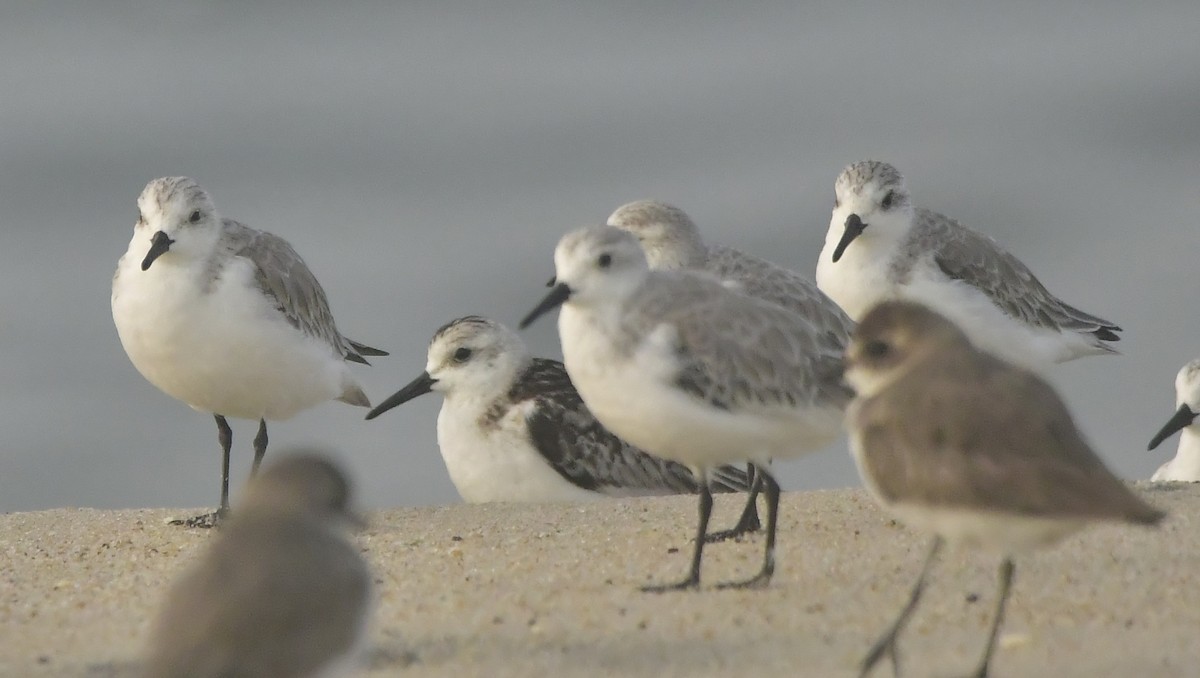 Sanderling - ML646584031