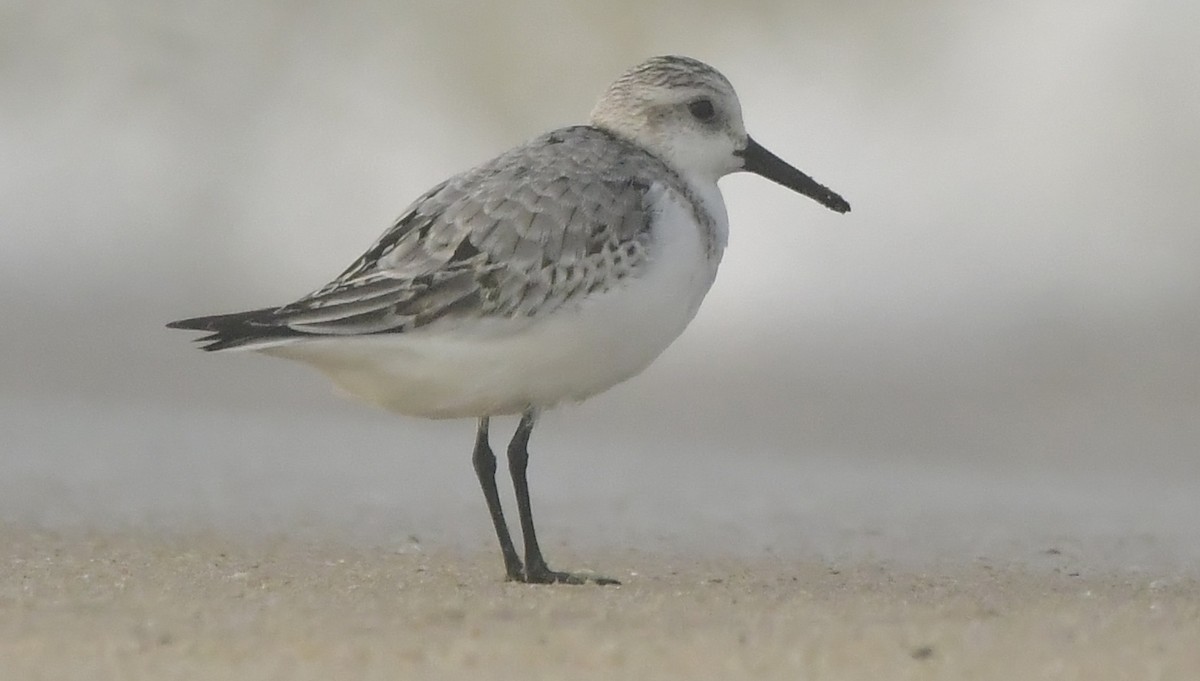 Sanderling - ML646584032