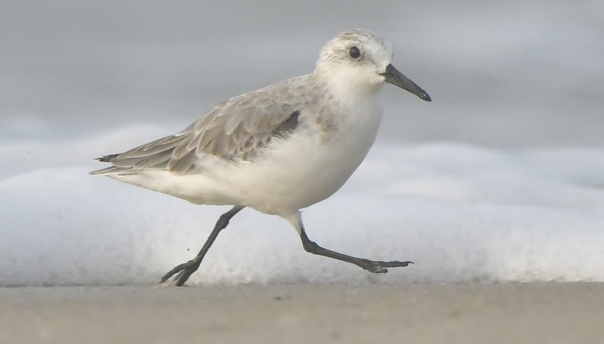 Sanderling - ML646584033