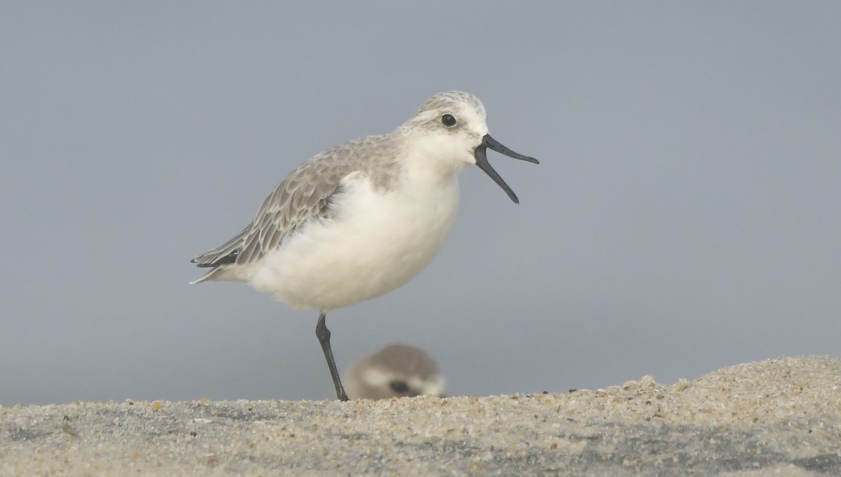 Sanderling - ML646584034