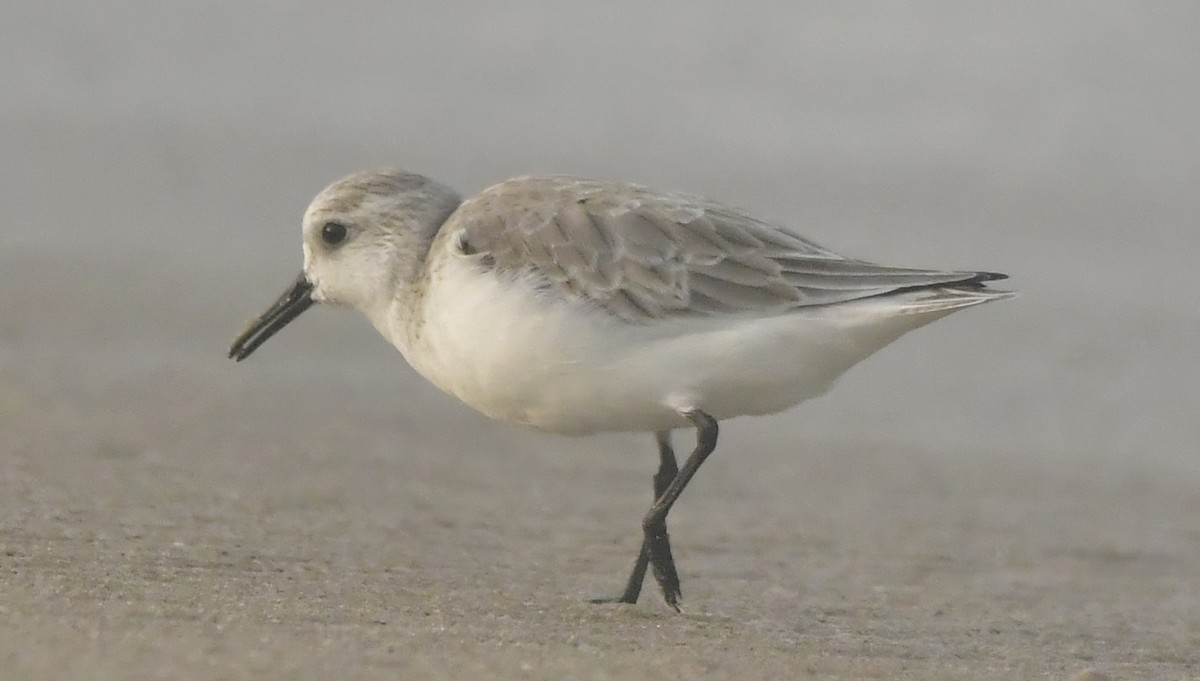 Sanderling - ML646584036
