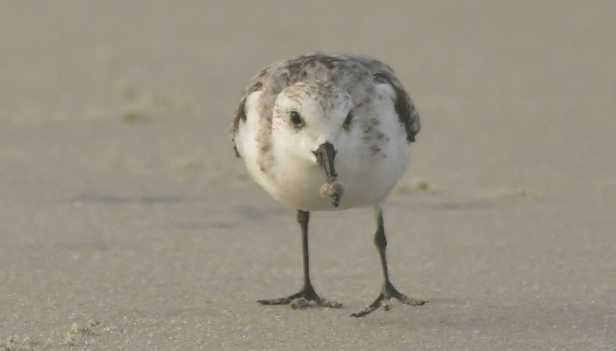 Sanderling - ML646584037