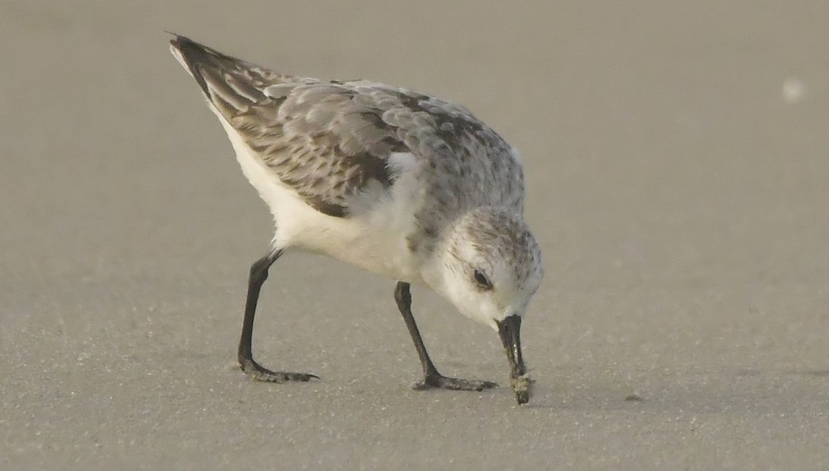 Sanderling - ML646584038
