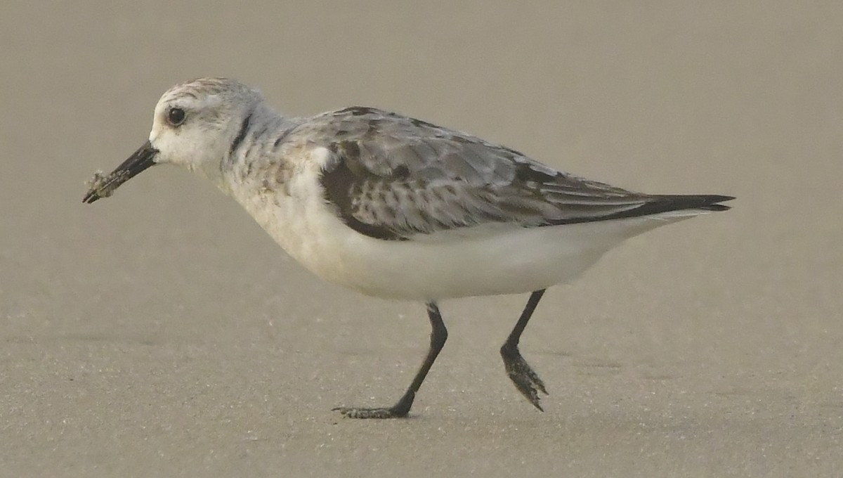 Sanderling - ML646584039
