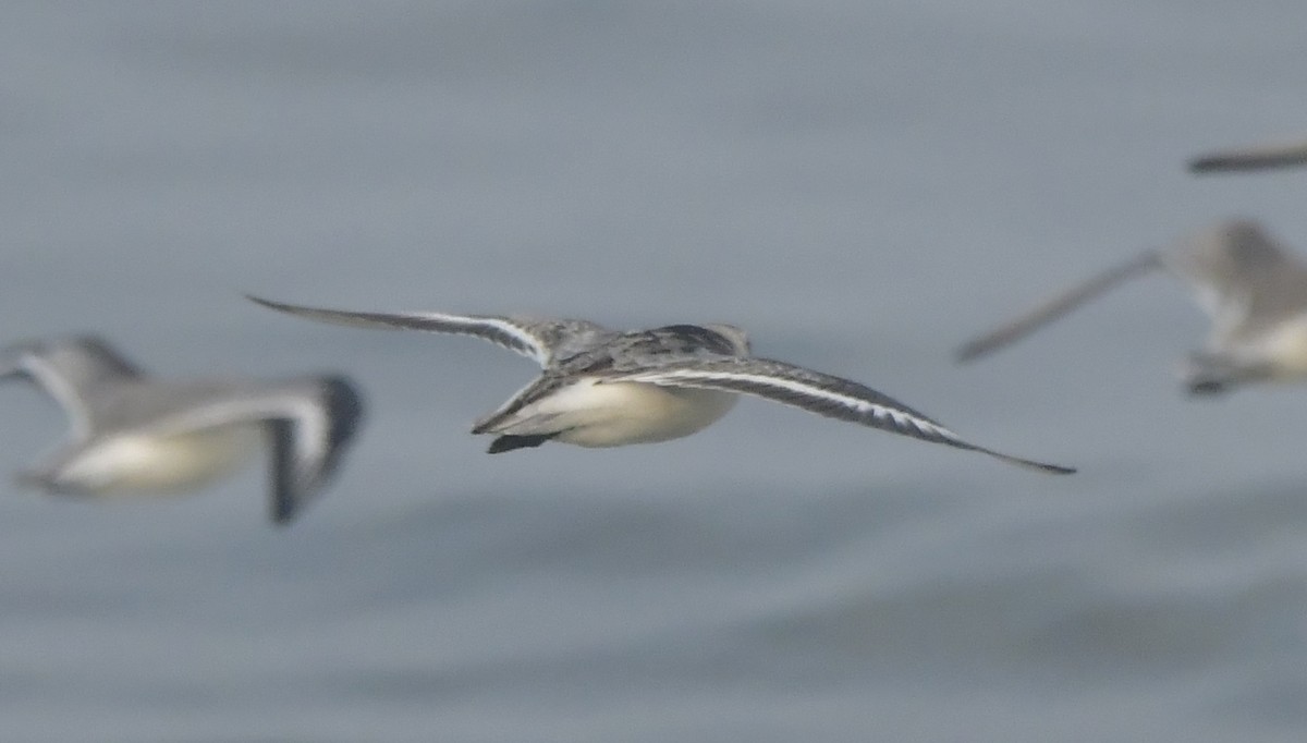 Sanderling - ML646584040