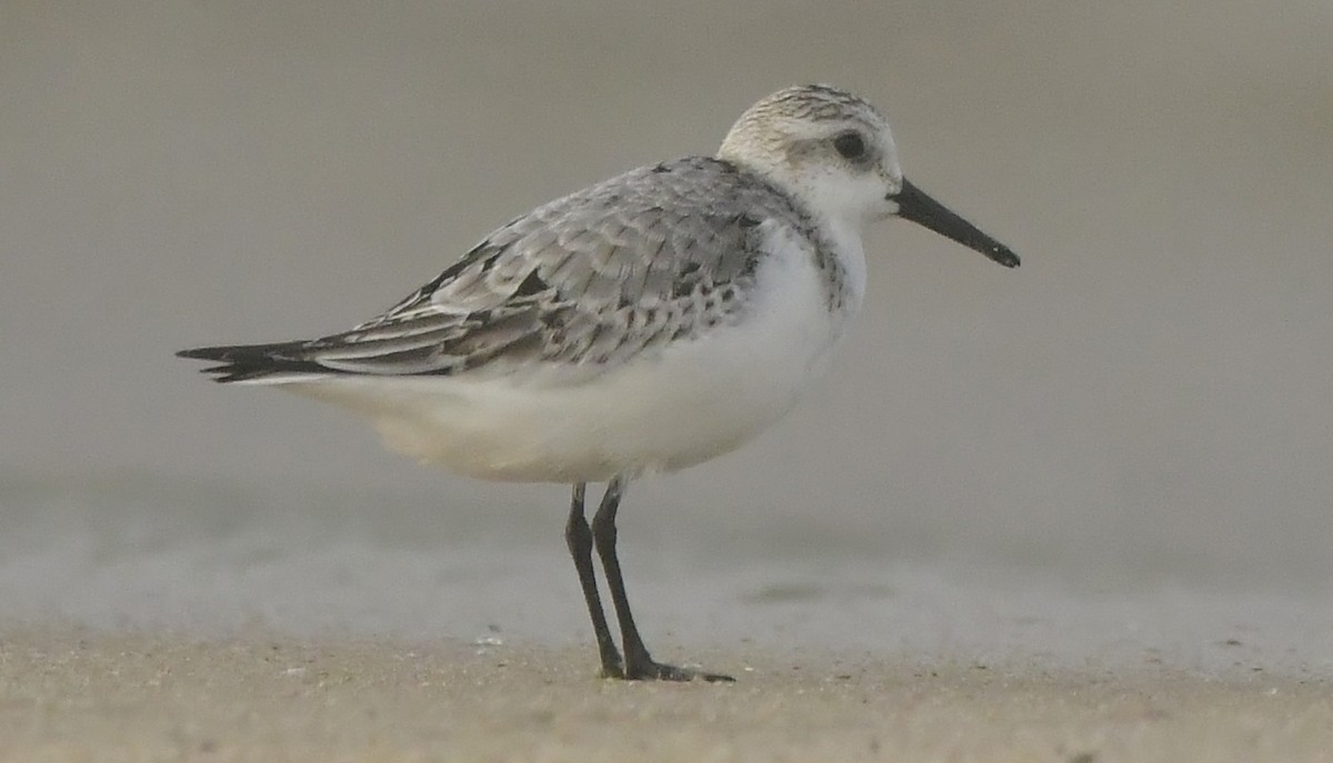 Sanderling - ML646584041