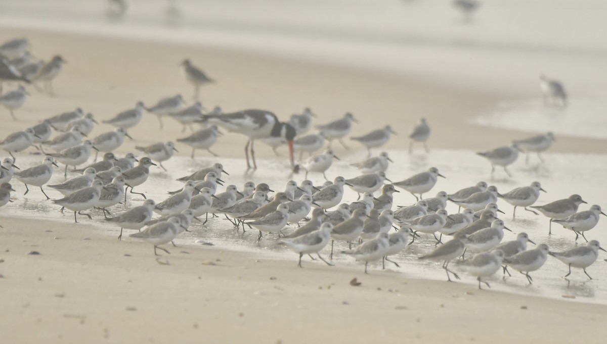 Sanderling - ML646584042