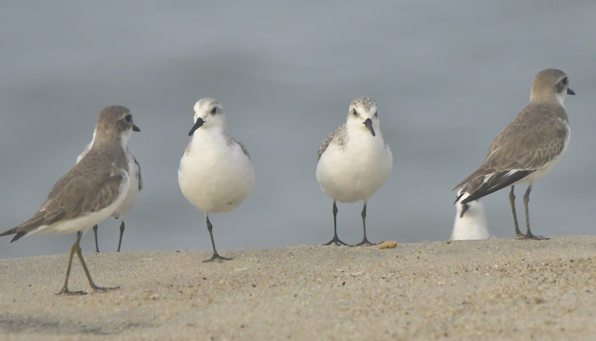 Sanderling - ML646584043