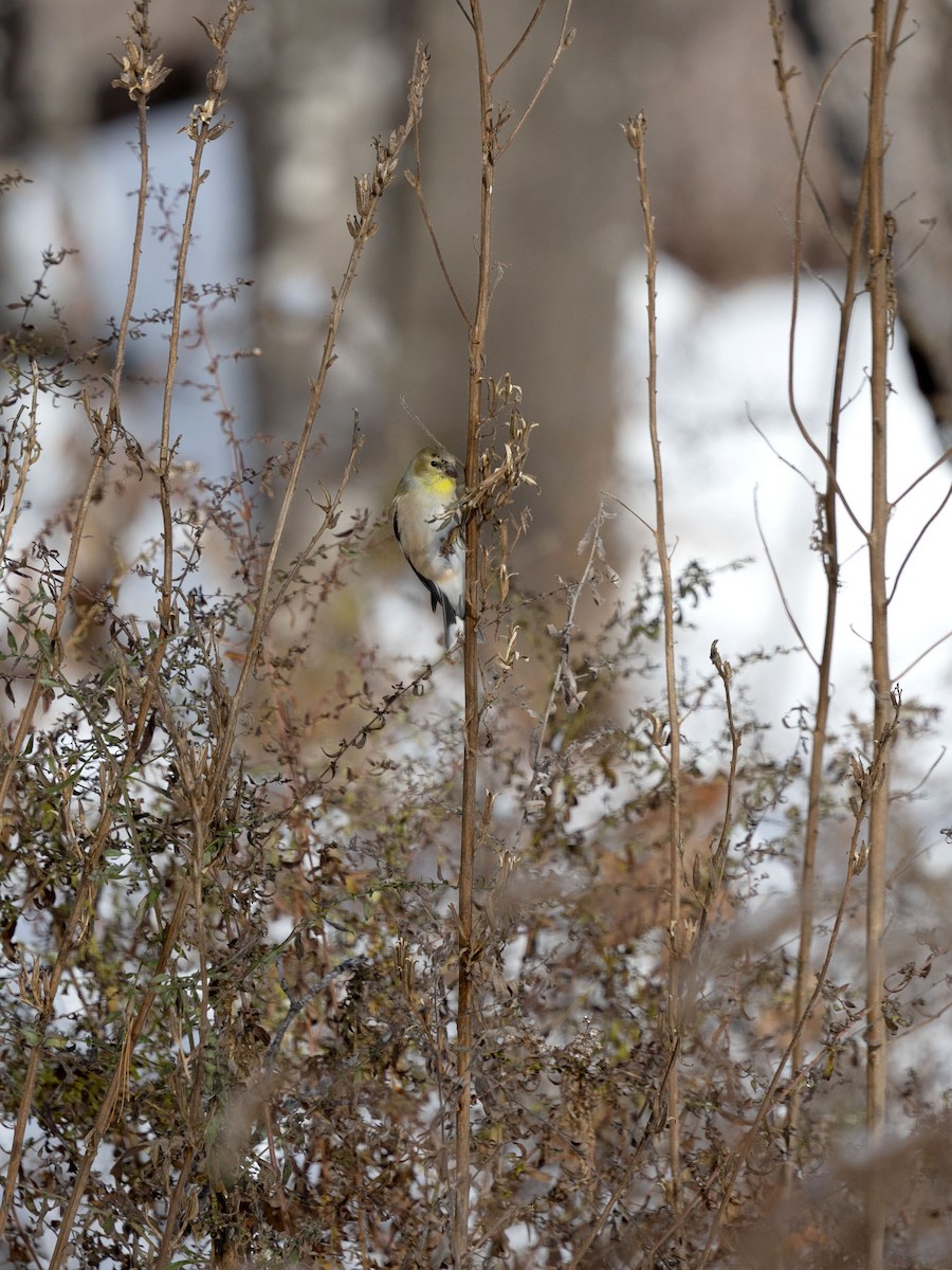 Jilguero Yanqui - ML646584044