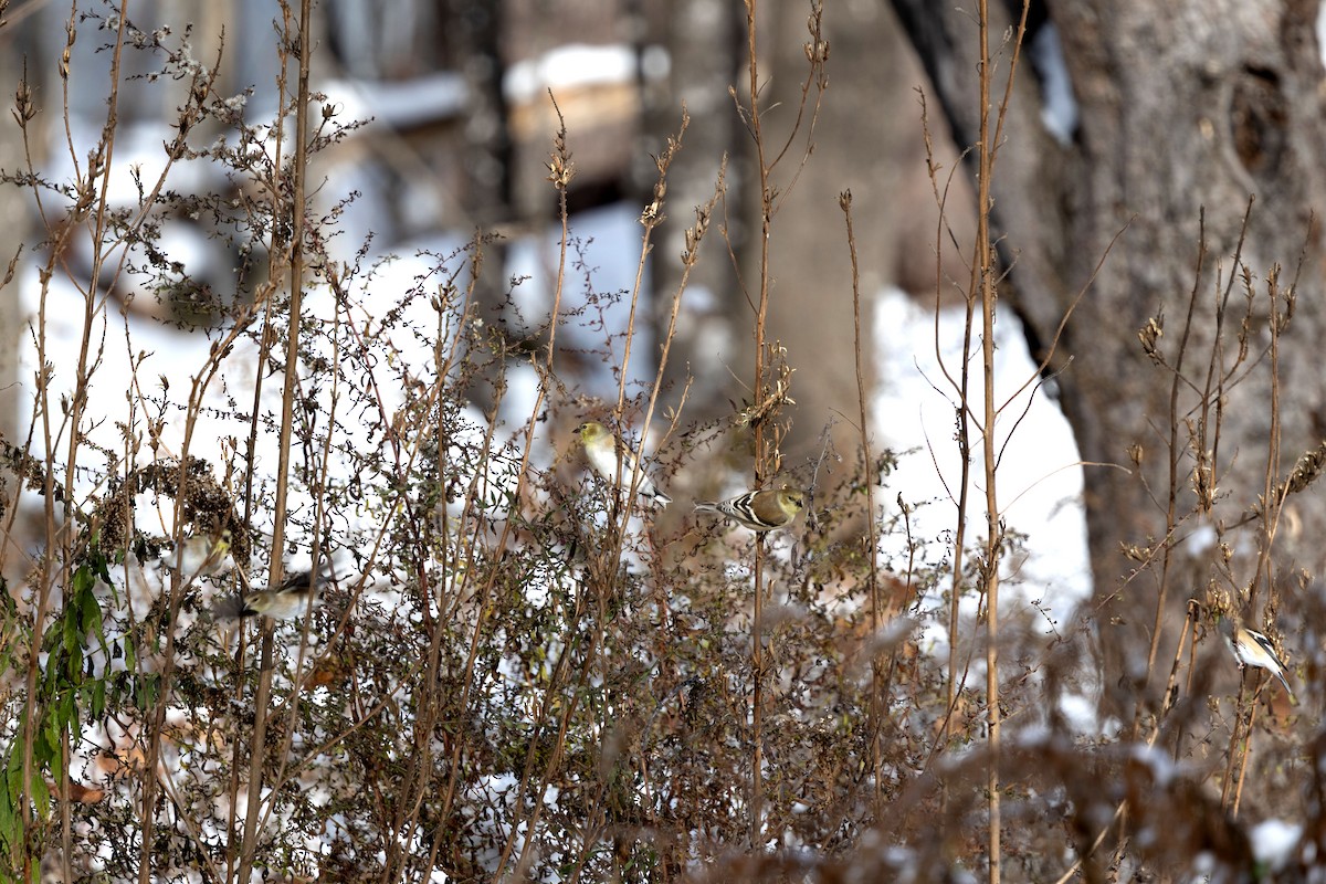 Jilguero Yanqui - ML646584045