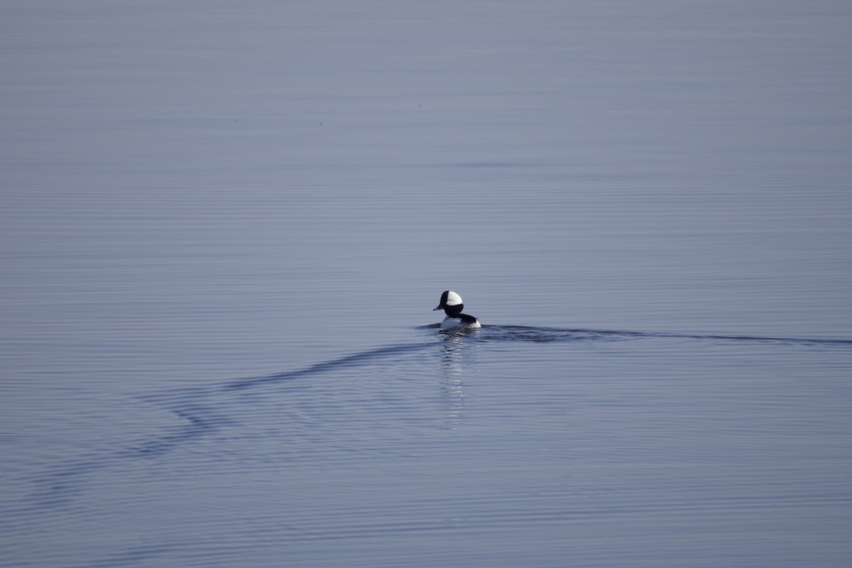 Bufflehead - ML646584046