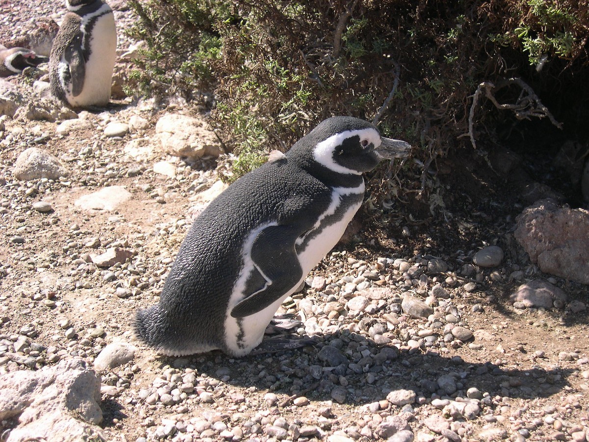 Magellanpinguin - ML646584047