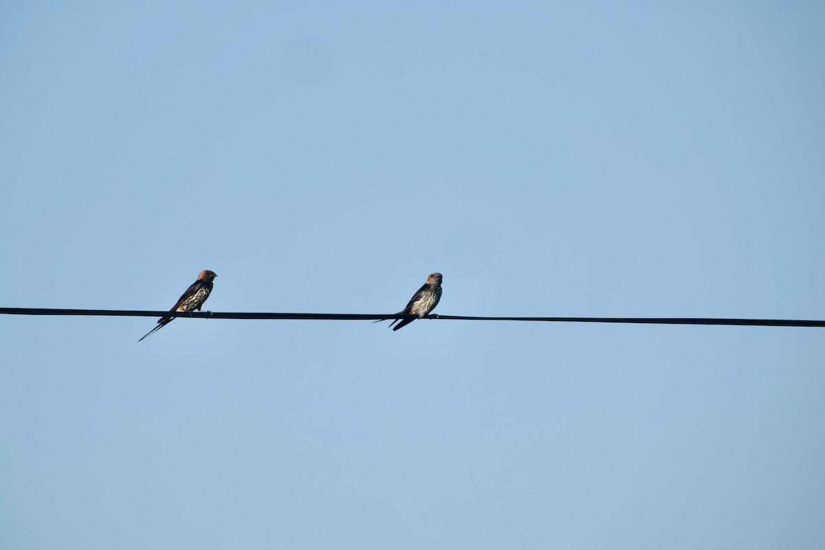 Lesser Striped Swallow - ML646584048