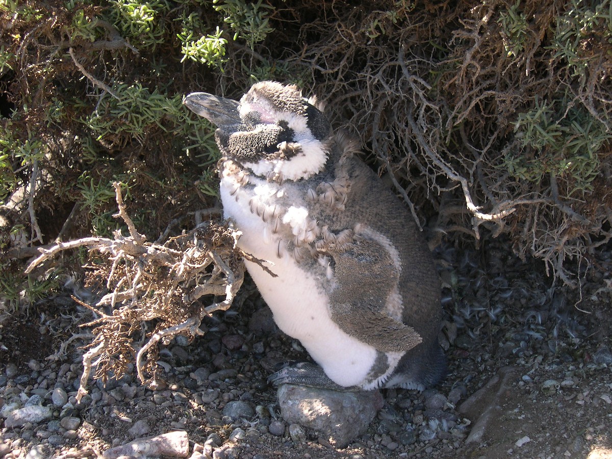 Magellanpinguin - ML646584050